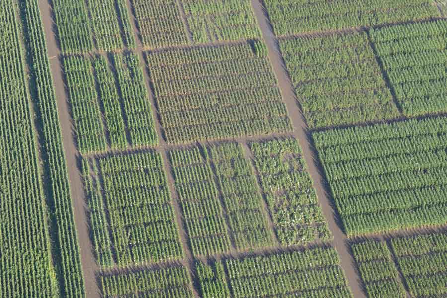 vue aérienne micro parcelles