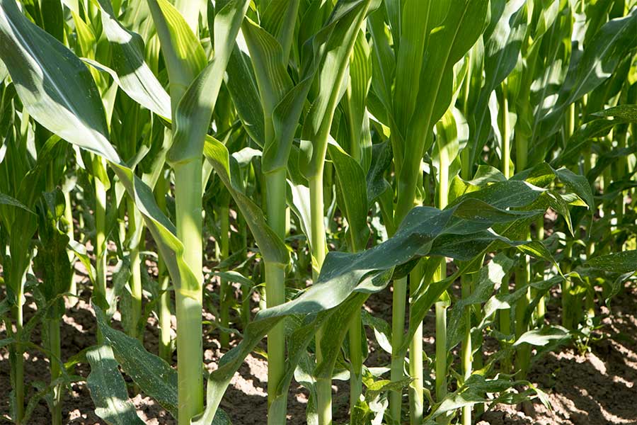 2-maïs-fourrage-aleen-feuilles.jpg