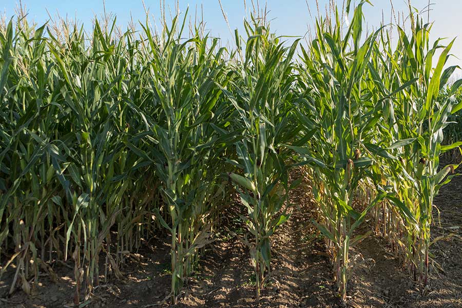 4-maïs-aleen-plante-entiere.jpg