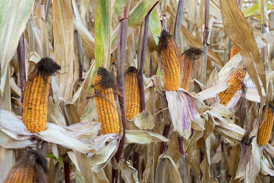 5-maïs-fourrage-aleen-epis.jpg