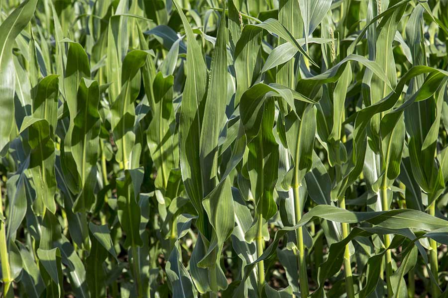 2.mais-fourrage-activate-feuilles.jpg