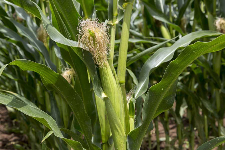 3.mais-fourrage-activate-soie.jpg
