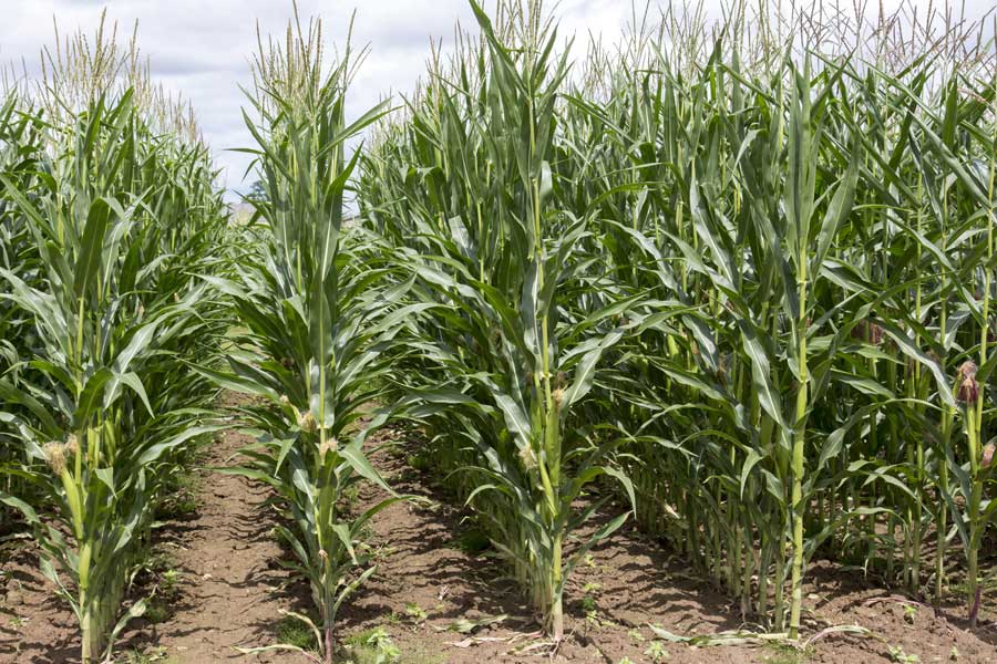 2.mais-mixte-ambition-plante-entiere.jpg