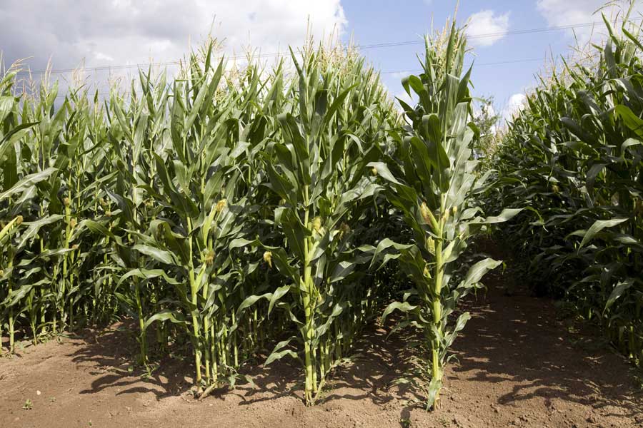 5.mais-fourrage-anjou-287-plante-entiere.jpg