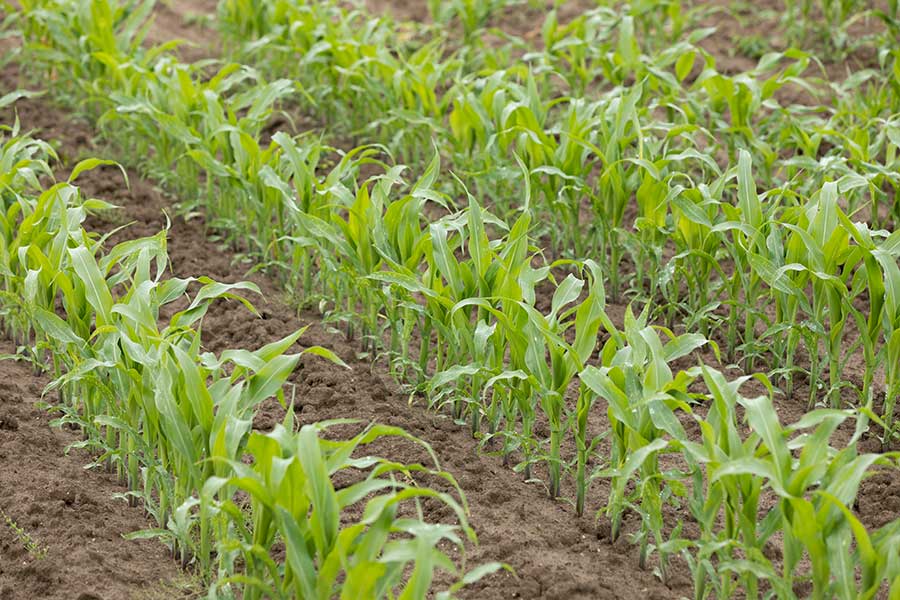 1.mais-fourrage-capuceen-plantule.jpg