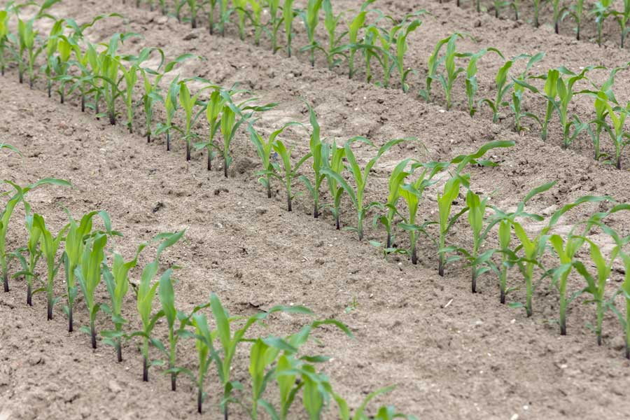 1.mais-fourrage-caroleen-plantule.jpg