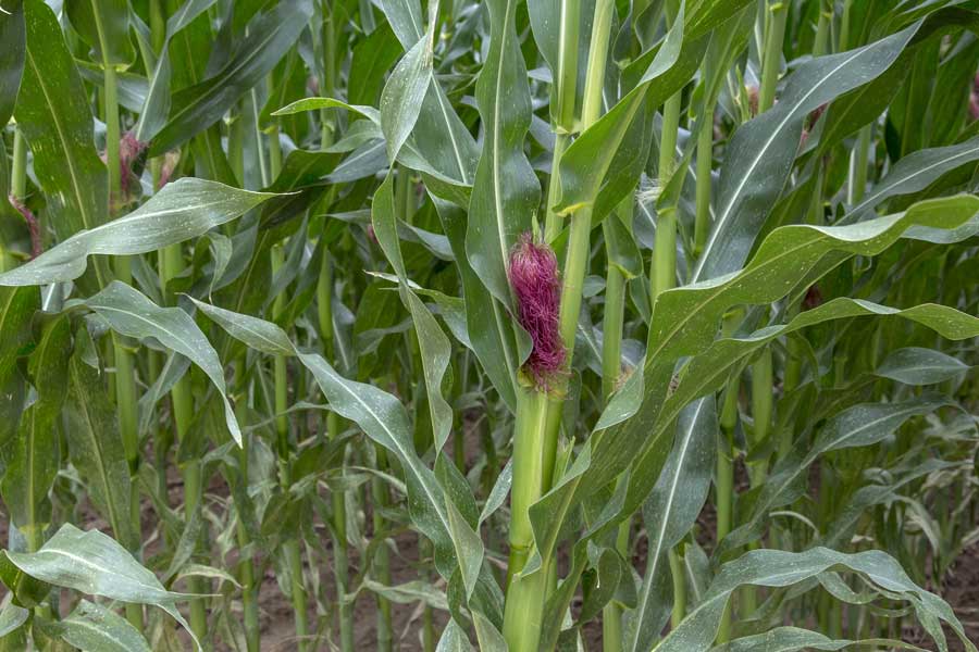 3.mais-fourrage-caroleen-soies.jpg
