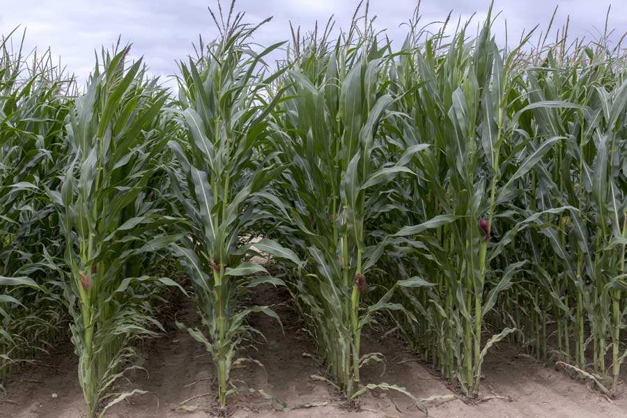 4.mais-fourrage-caroleen-plante-entiere.jpg