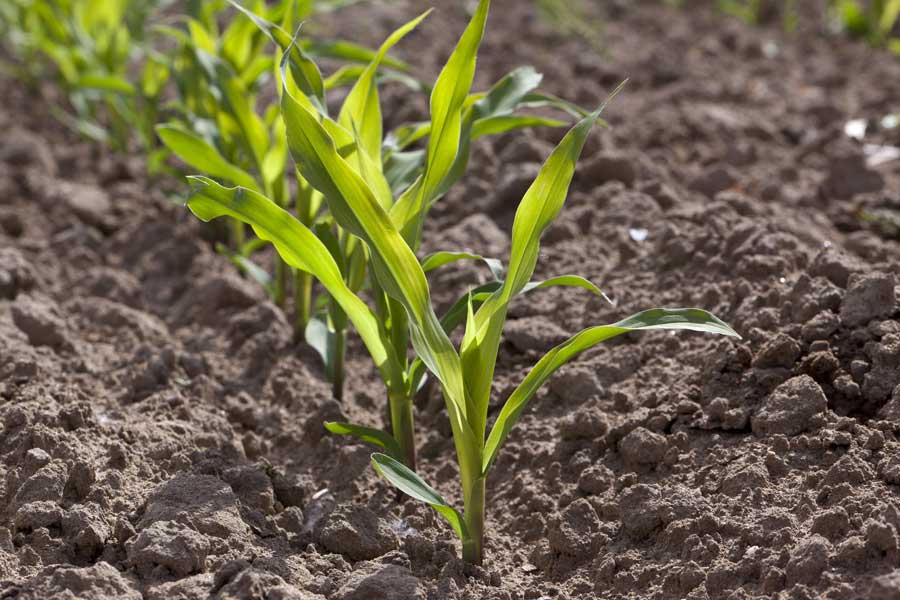 1.mais-fourrage-cathy-plantule.jpg