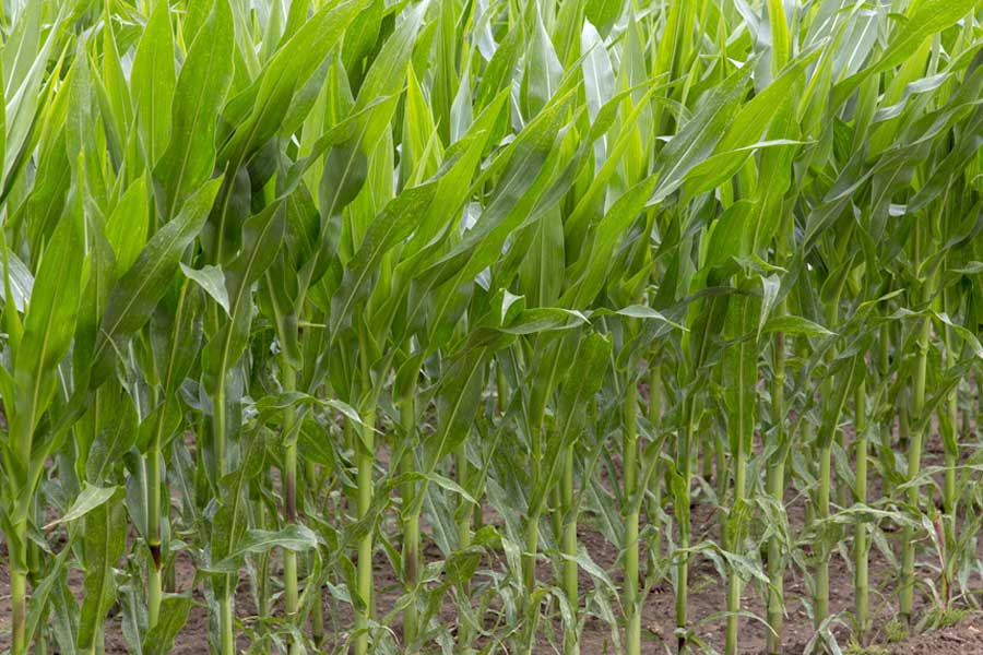 2.mais-fourrage-catreen-feuilles.jpg