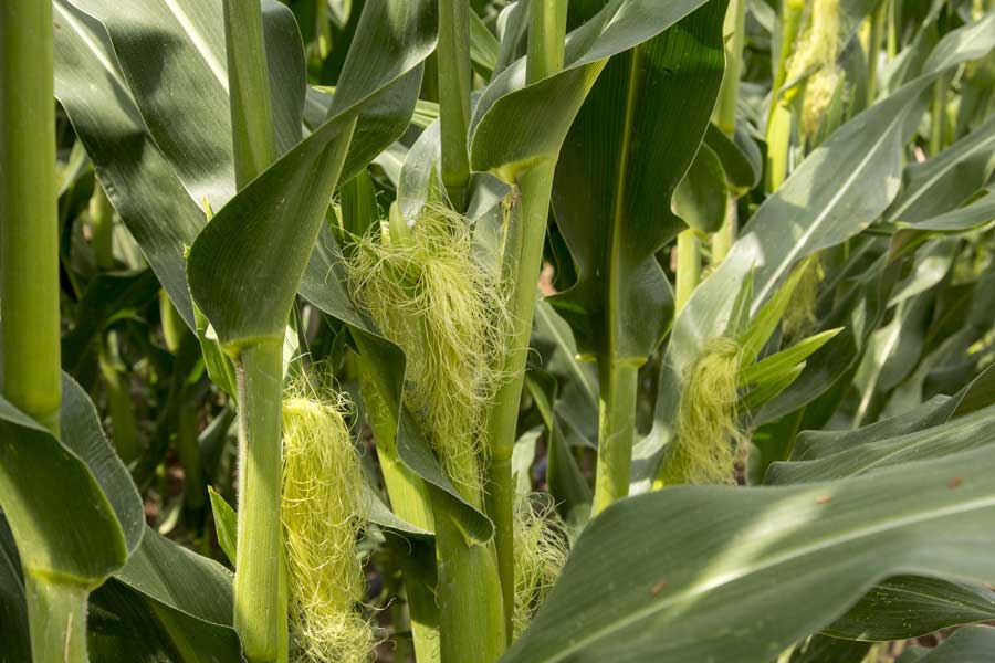 2.mais-fourrage-charleen-soies.jpg