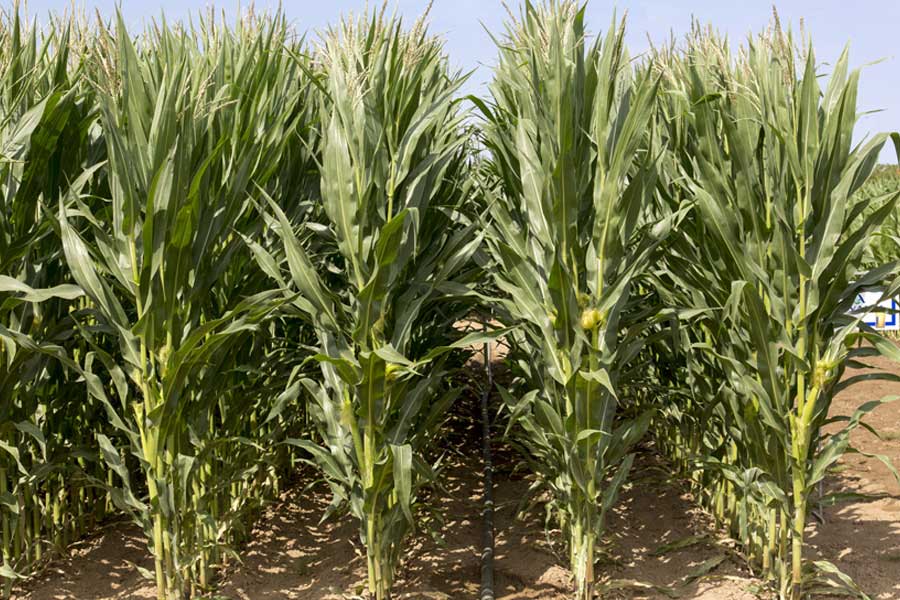 3.mais-fourrage-charleen-plante-entiere.jpg