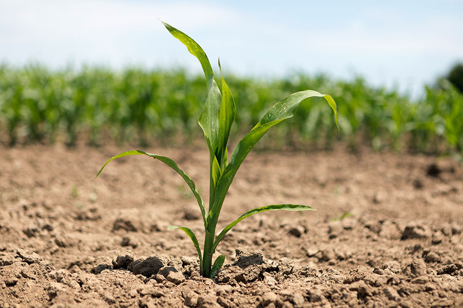1.mais-fourrage-emeleen-plantule.jpg