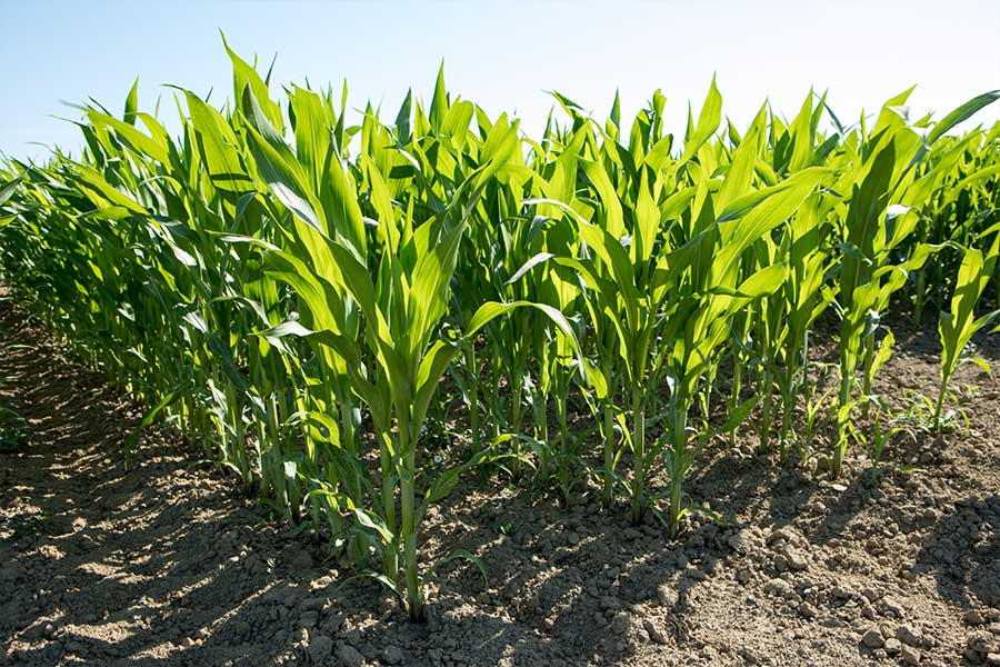 2.mais-fourrage-emeleen-feuille.jpg