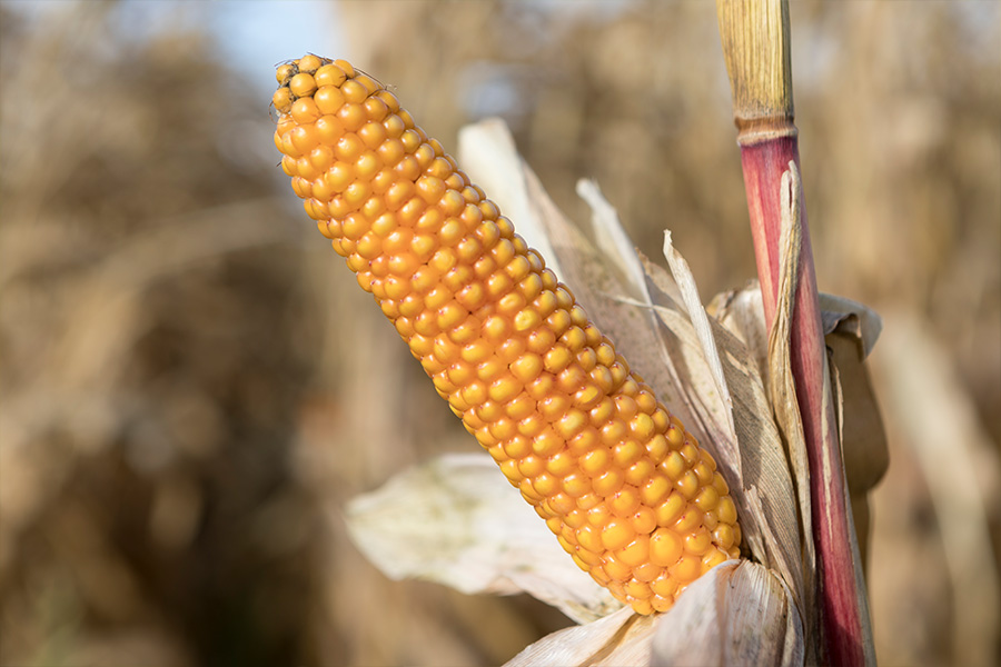 4.mais-fourrage-emeleen-epi.jpg