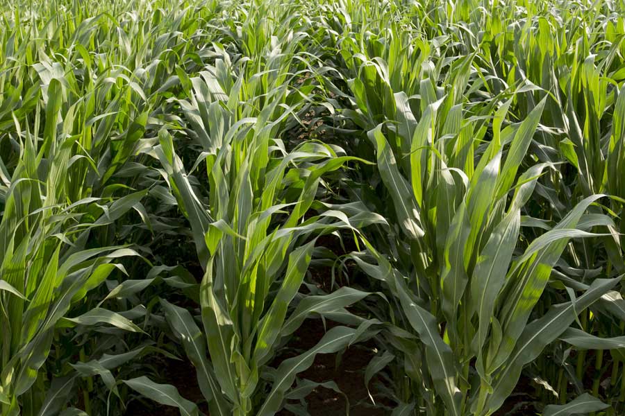 2.mais-fourrage-fausteen-stade-10-feuilles.jpg