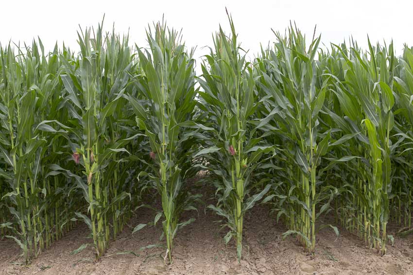 3.mais-fourrage-floreen-plante-entiere.jpg
