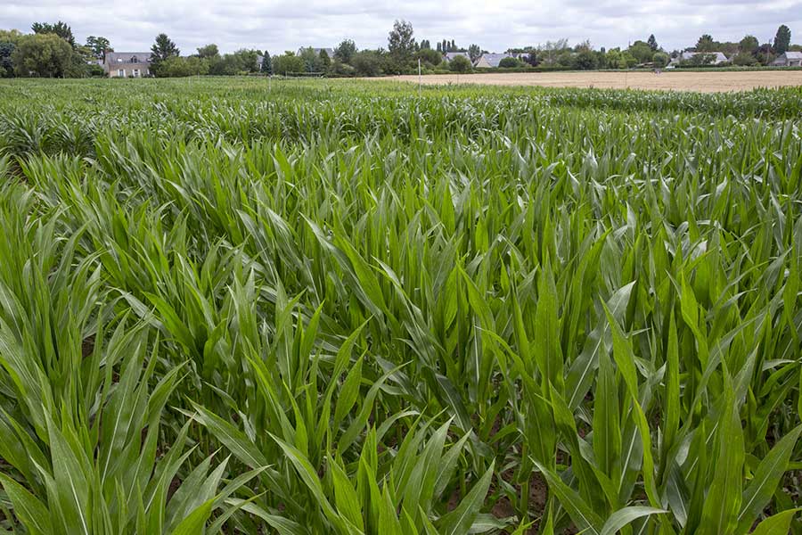 2.mais-grain-henley-feuilles.jpg