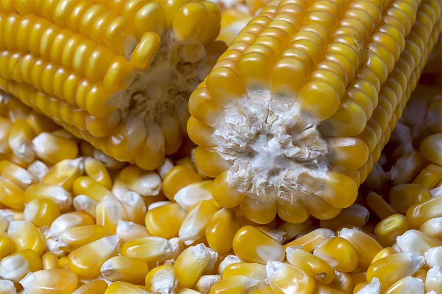 5.mais-grain-henley-grain.jpg