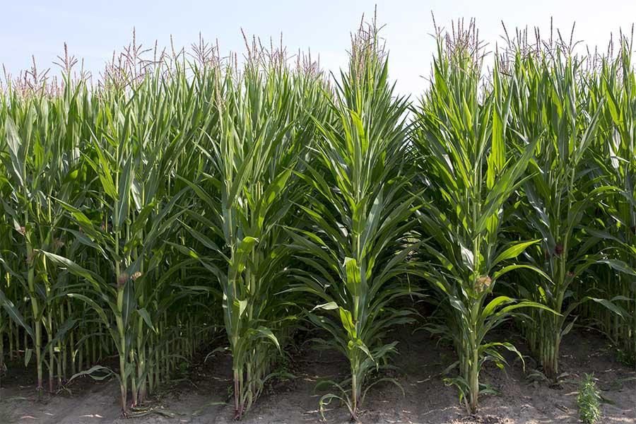 4.mais-fourrage-jakleen-plante-entiere.jpg