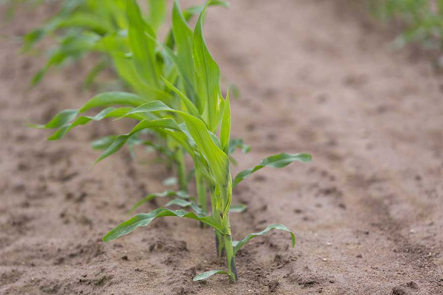 1.mais-fourrage-jamie-plantule.jpg