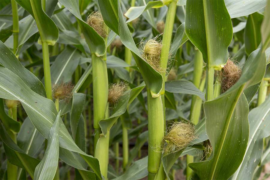2.mais-fourrage-jamie-soie.jpg
