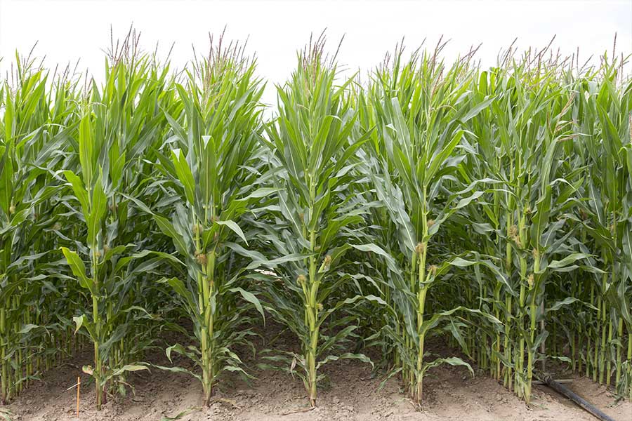 3.mais-fourrage-jamie-epi.jpg
