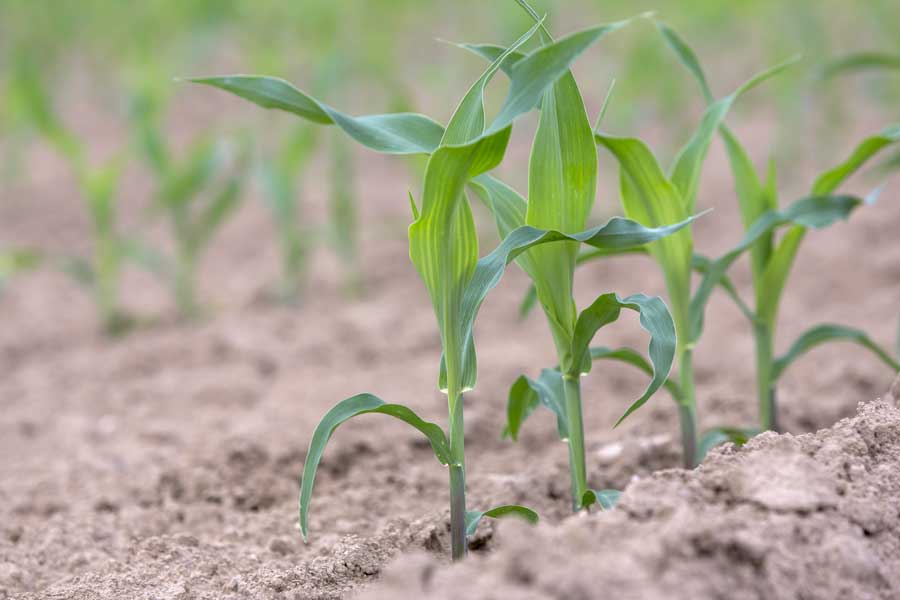 1.mais-mixte-journey-plantule.jpg