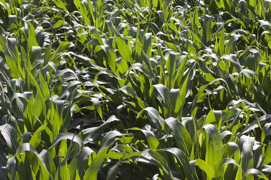 2.mais-fourrage-juliett-stade-10-feuilles.jpg