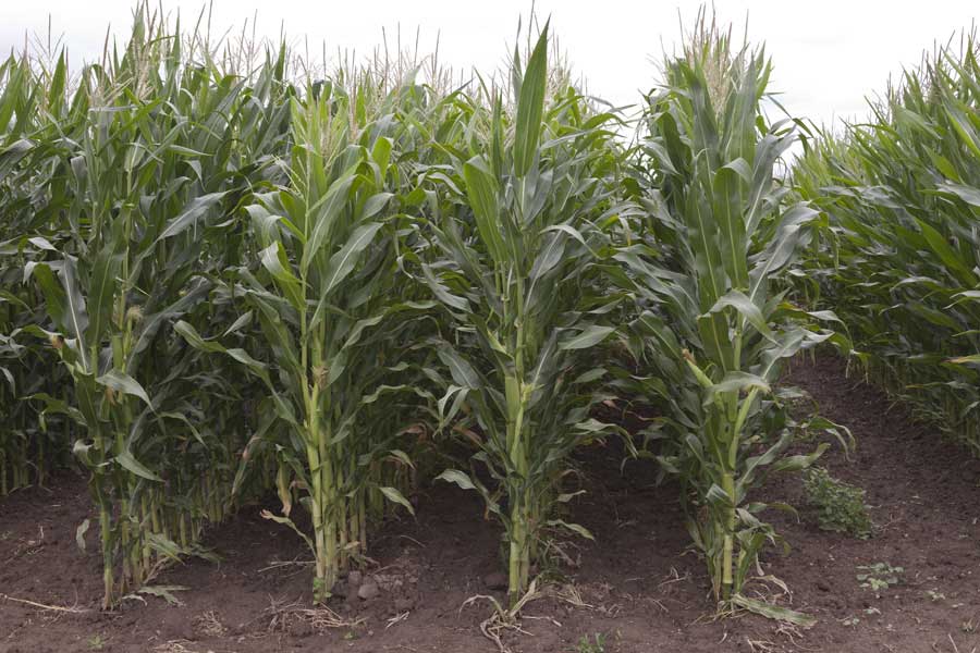 4.mais-fourrage-juliett-plante-entiere.jpg