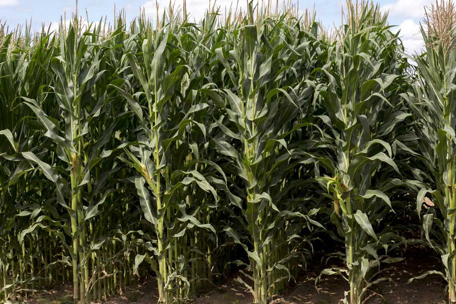 3.mais-fourrage-justeen-plante-entiere.jpg