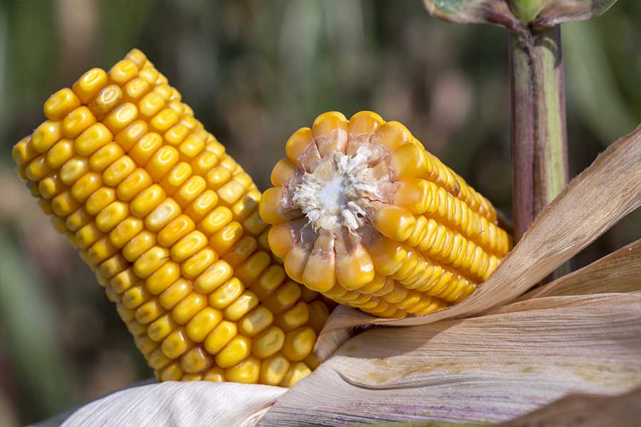 4.mais-grain-kinsley-epi.jpg