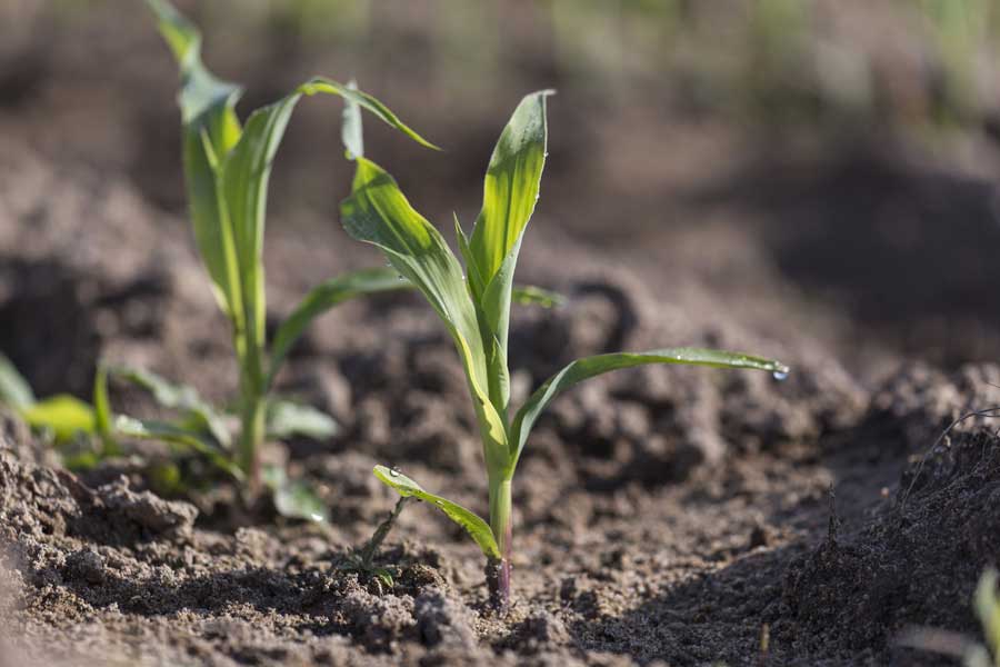 1.mais-fourrage-mallory-plantule.jpg