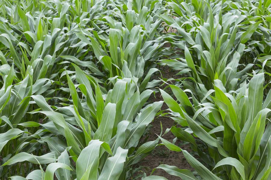 2.mais-fourrage-mallory-stade-10-feuilles.jpg