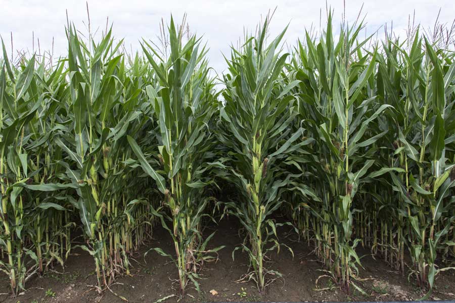 3.mais-fourrage-mallory-plante-entiere.jpg