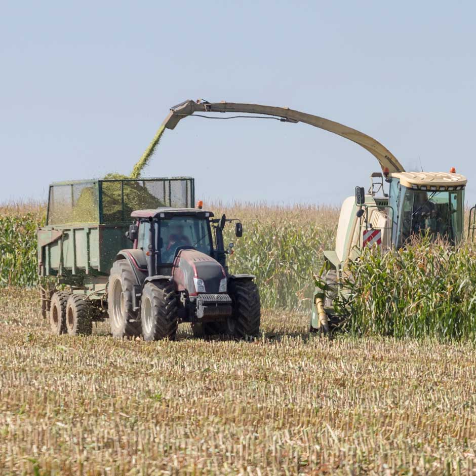 mais-fourrage-matthew-entete-recolte.jpg