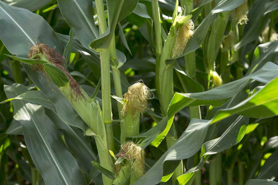 2.mais-fourrage-nikita-stade-soie.jpg