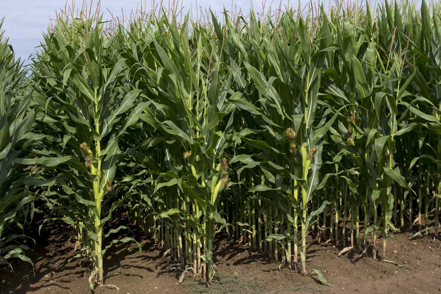 3.mais-fourrage-nikita-plante-entiere.jpg