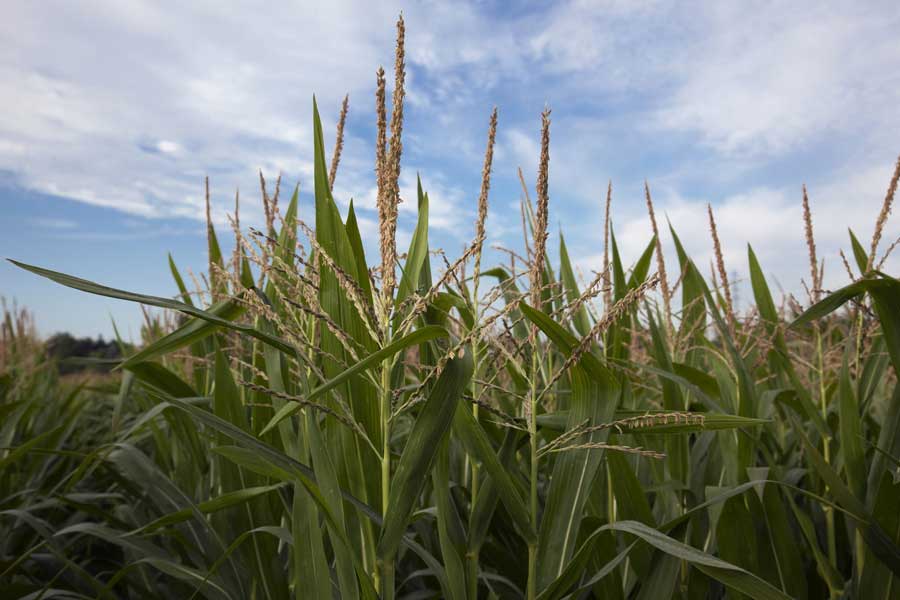 2.mais-fourrage-palmer-panicule.jpg