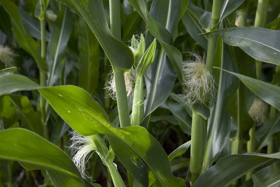 3.mais-fourrage-palmer-soie.jpg