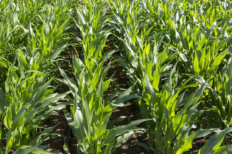 1.mais-fourrage-perreen-stade-10-feuilles.jpg