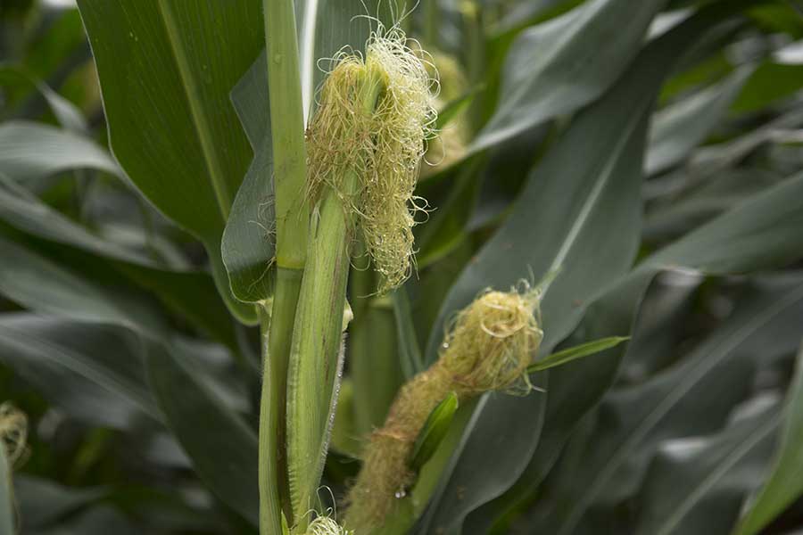 3.mais-fourrage-prosper-soie.jpg