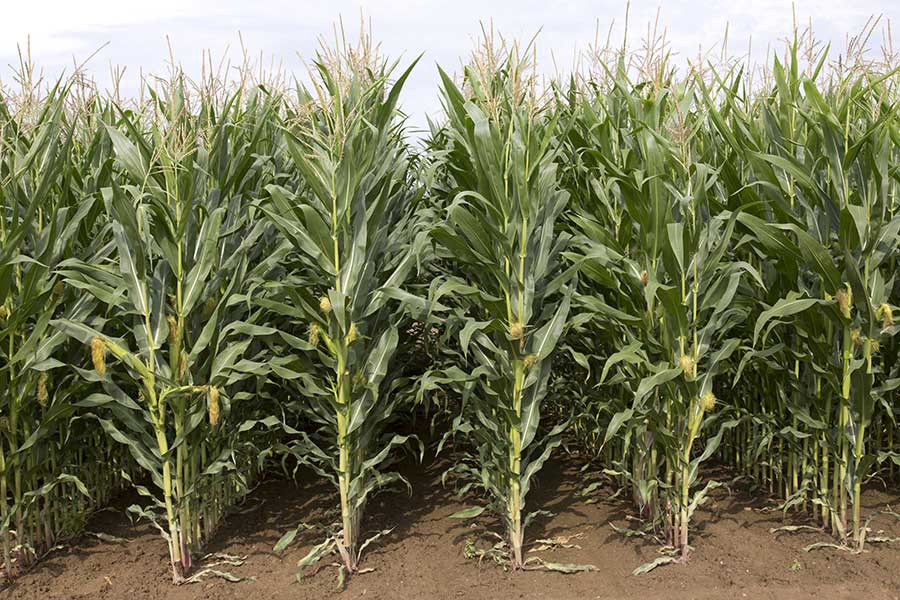 4.mais-fourrage-prosper-plante-entiere.jpg