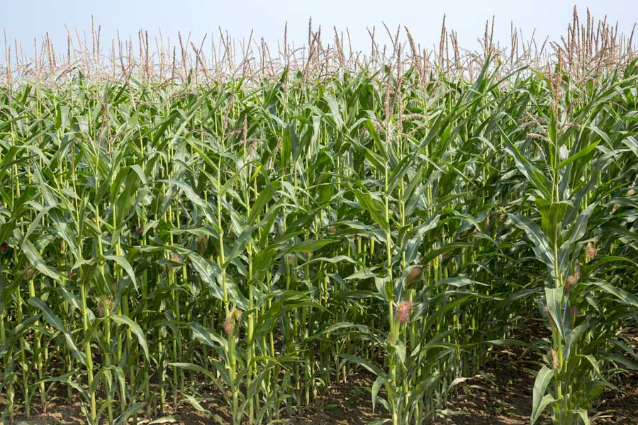 1.mais-mixte-ronny-plante-entiere.jpg
