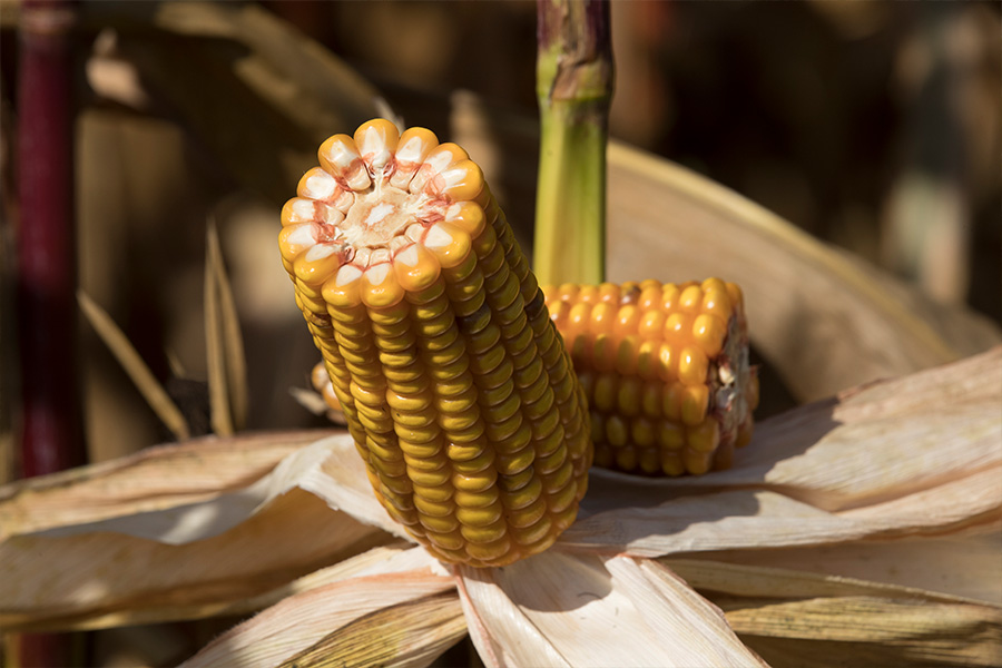 5.mais-grain-rozeen-epi.jpg