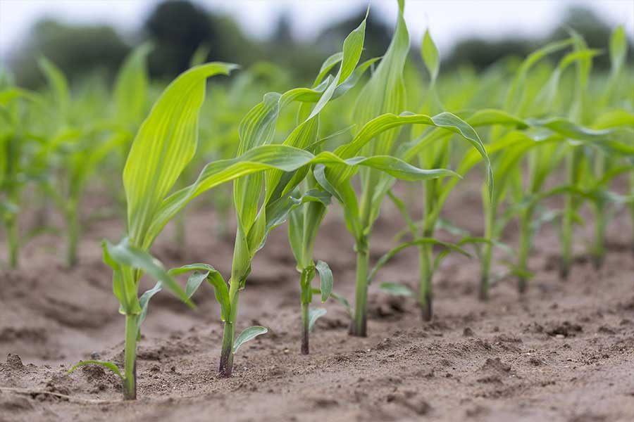 1.mais-fourrage-severeen-plantule.jpg