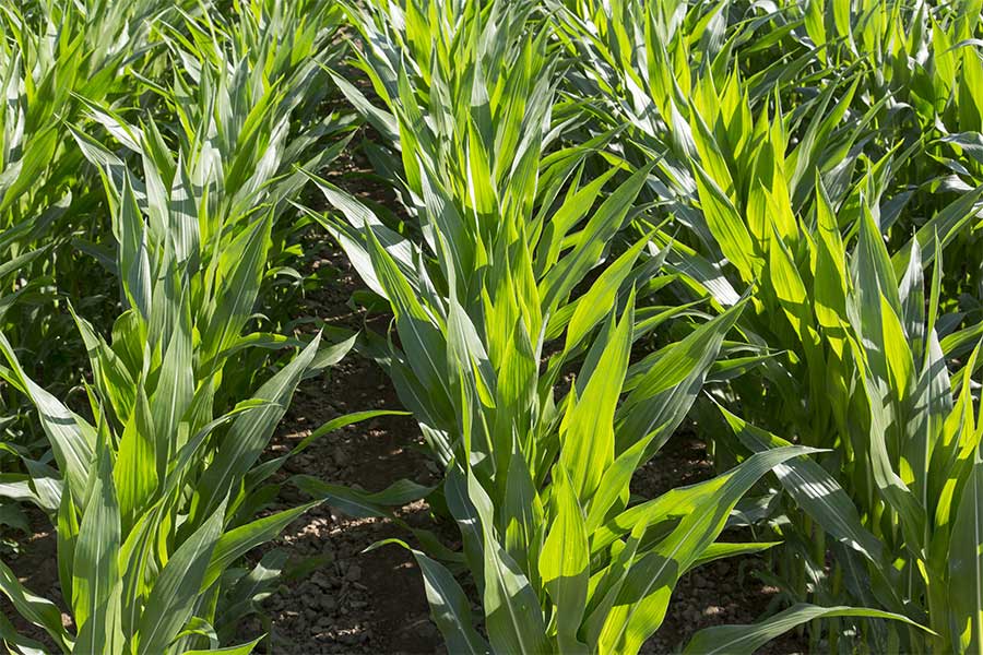 2.mais-fourrage-severeen-stade-5-feuilles.jpg
