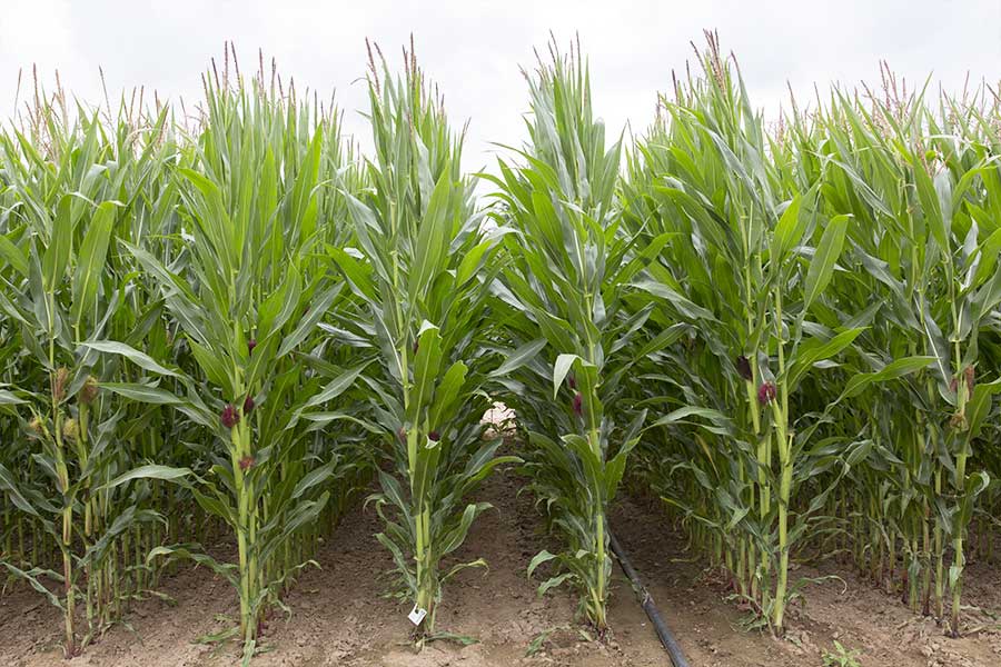 3.mais-fourrage-severeen-plante-entiere.jpg