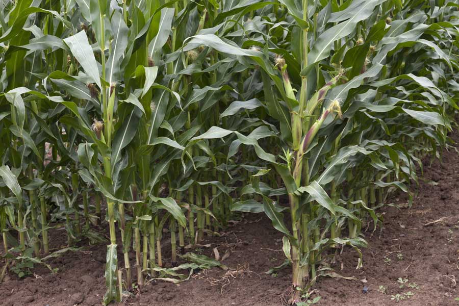 2.mais-fourrage-tressy-plante-entiere.jpg