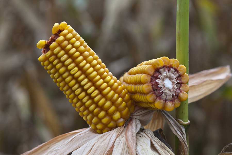 3.mais-fourrage-tressy-epi.jpg